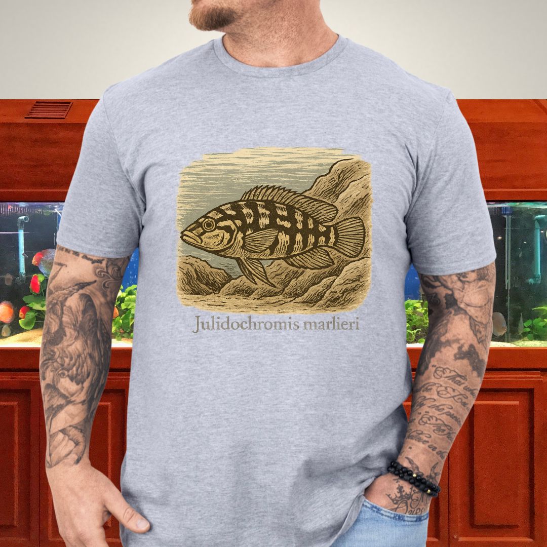 Julidochromis marlieri