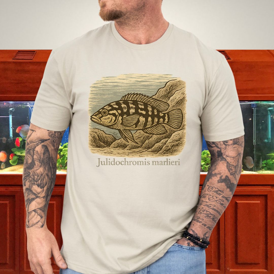 Julidochromis marlieri