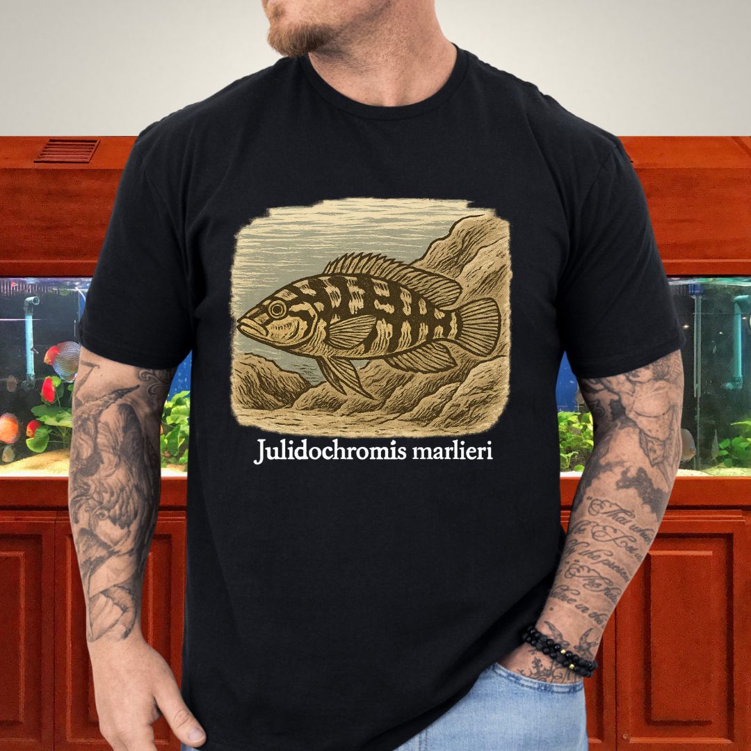 Julidochromis marlieri